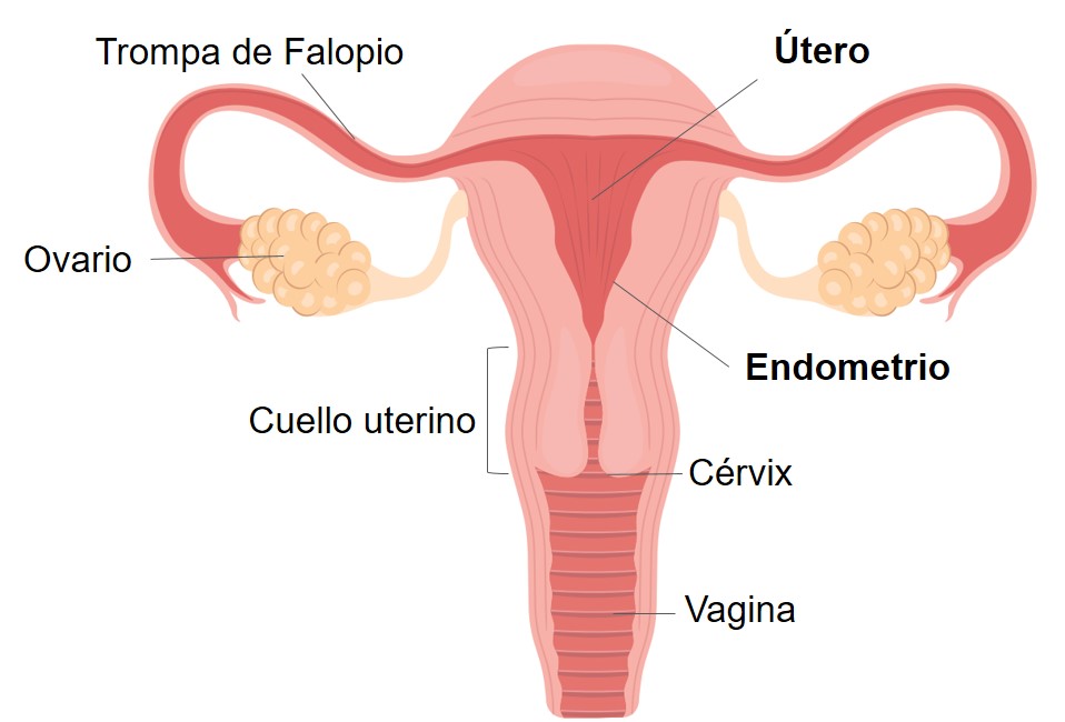 Endometrio: Qué es, funciones y enfermedades